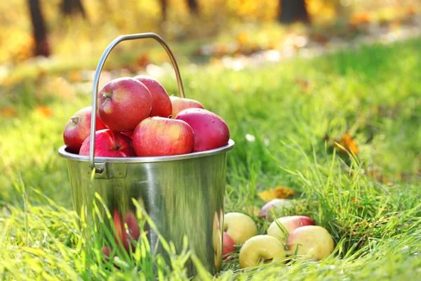 Secchio di mele mature fresche in giardino su erba verde — Foto Stock