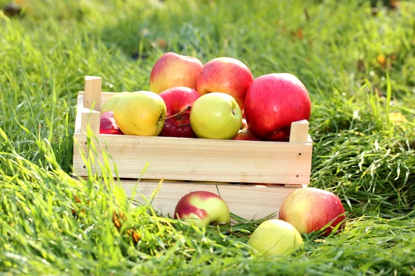 Krat van vers rijp appels in tuin op groen gras — Stockfoto