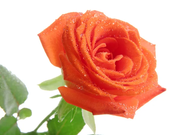 Orange rose isolated on white Stock Image