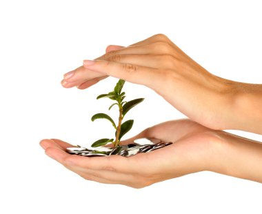 kadının bir para ağacı beyaz arka plan yakın çekim elele