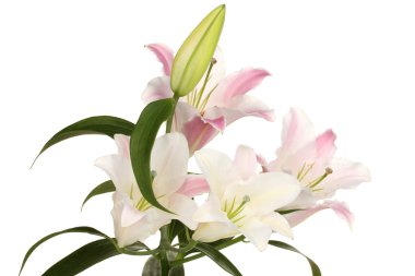 güzel zambak üzerinde beyaz izole