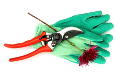 secateurs üzerinde beyaz izole çiçek