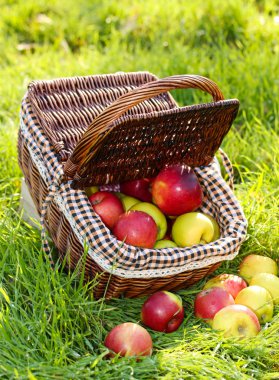 Bahçe Yeşil çimenlerin üzerinde olgunlaşmış taze elma sepeti