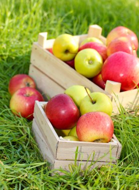 Bahçe Yeşil çimenlerin üzerinde olgunlaşmış taze elma sandıkları