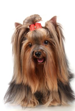 güzel yorkshire terrier üzerinde beyaz izole