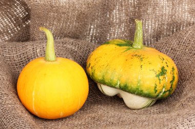 iki balkabağı üstünde çul yakın çekim