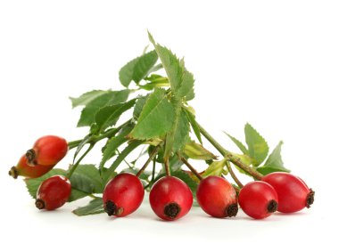 Olgun kalça gül dalı yapraklarla üzerine beyaz izole