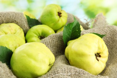 tatlı ayvaları yapraklarda yeşil zemin üzerine çuval bezi ile