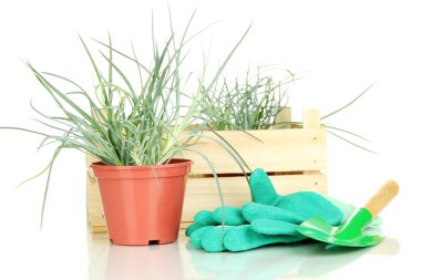 tencere ile üzerine beyaz izole fide