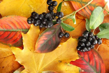 parlak sonbahar yaprakları ve yabani meyveleri, yakın çekim