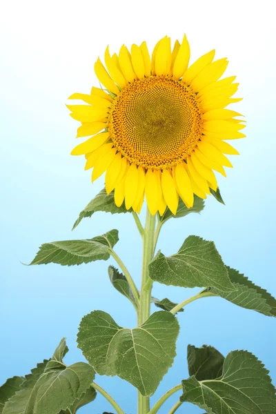 Słonecznik na niebieskim tle — Zdjęcie stockowe