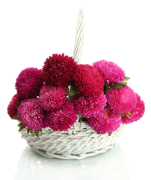 Pink aster flowers in basket, isolated on white — Stock Photo, Image