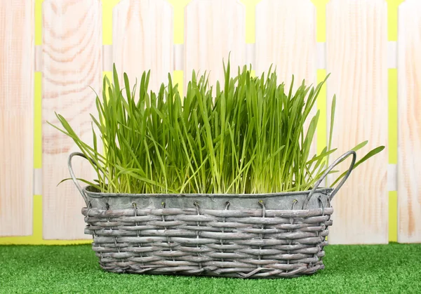 Groen gras in mand in de buurt van hek — Stockfoto