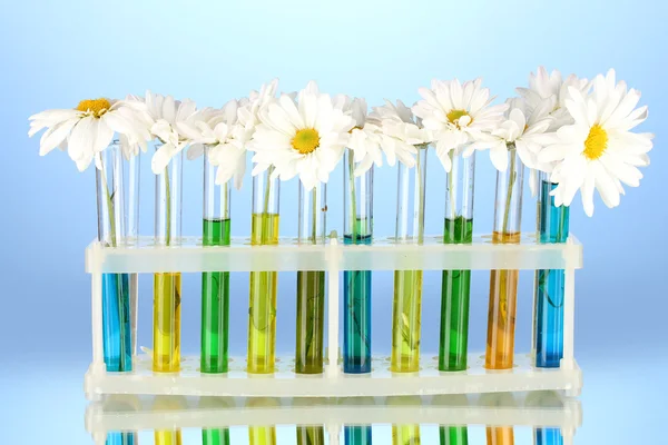 Flores em tubos de ensaio sobre fundo azul — Fotografia de Stock