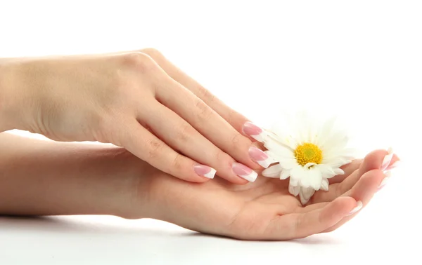 Bella donna mani con camomilla, isolato su bianco — Foto Stock