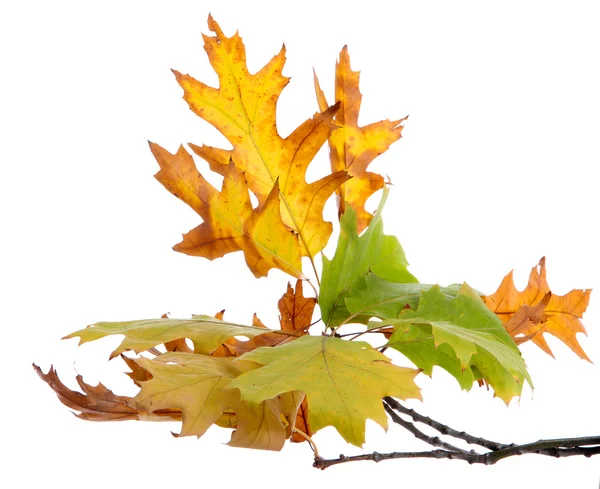 Takje eik met gele Herfstbladeren, geïsoleerd op wit — Stockfoto