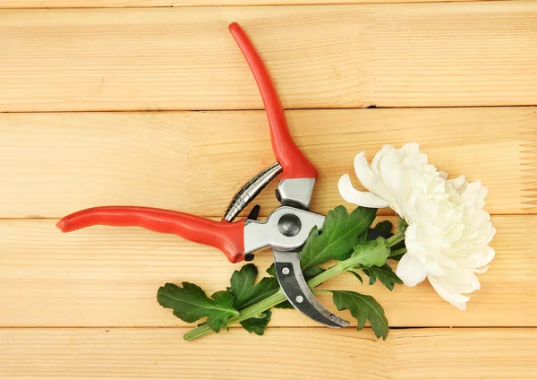 Tijeras de podar con flor aislada en blanco — Foto de Stock