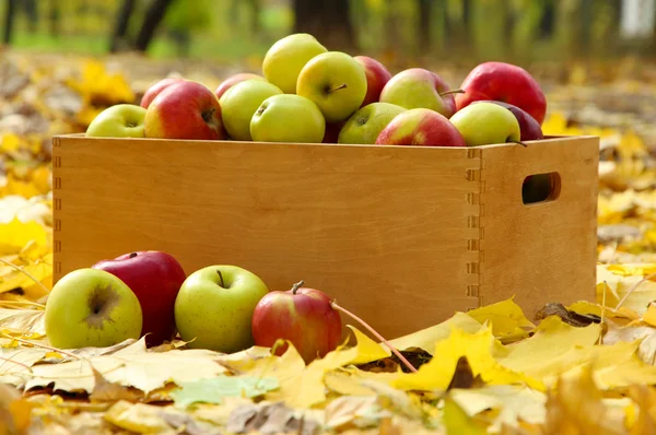Caja de manzanas frescas maduras en el jardín en hojas de otoño —  Fotos de Stock