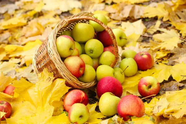 Cesto di mele mature fresche in giardino su foglie di autunno — Foto Stock