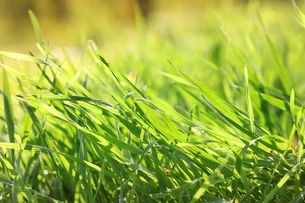 Prachtige groene gras met dauw, close-up — Stockfoto