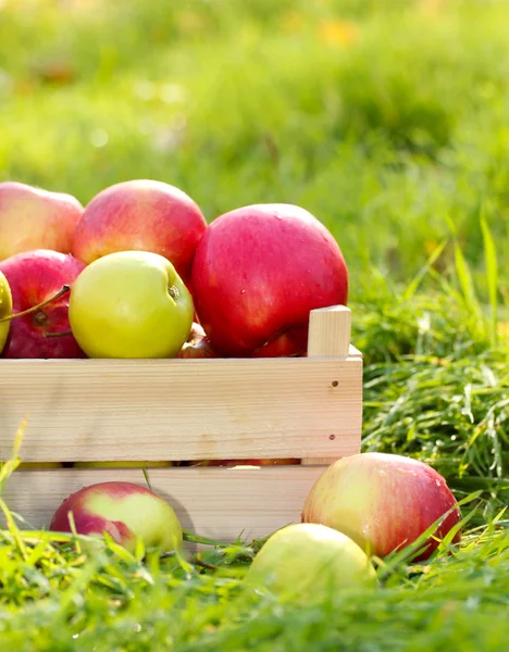 Crate of fresh ripe apples in garden on green grass — Stock Photo, Image