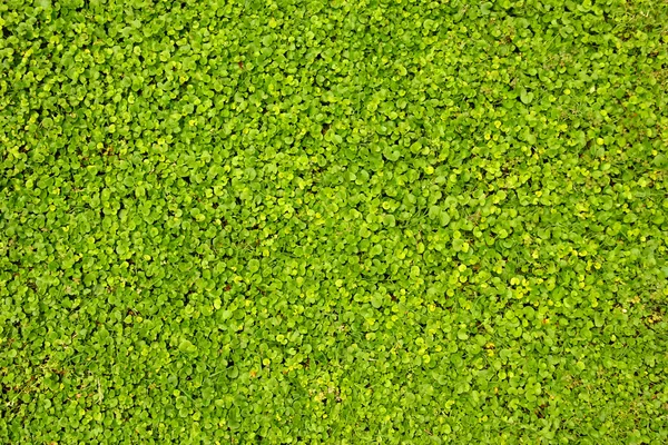 Green lawn close-up — Stock Photo, Image