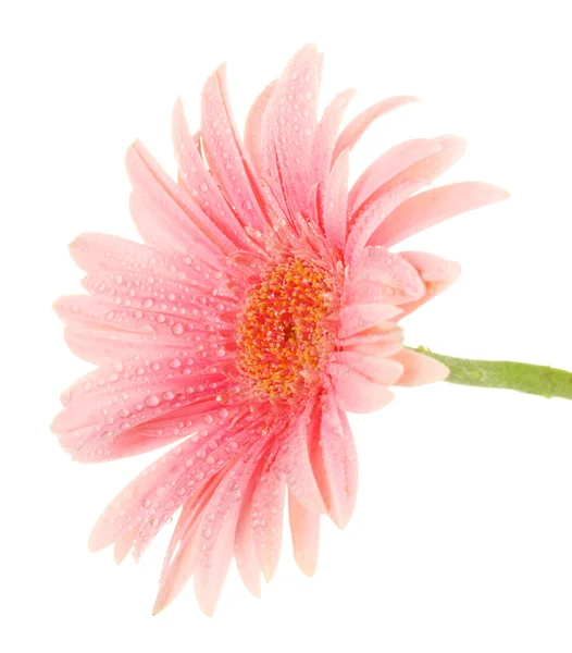 Piękny różowy gerbera krople na białym tle — Zdjęcie stockowe