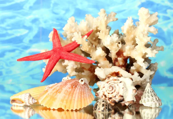 Zee koraal met schelpen op water achtergrond close-up — Stockfoto