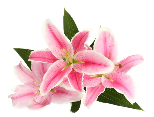 Vacker rosa lilja, isolerad på vit — Stockfoto