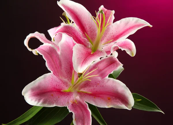Vackra lily, på rosa bakgrund — Stockfoto