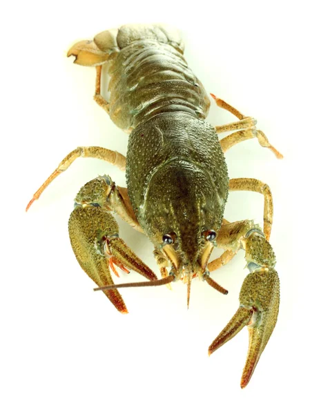 Alive crayfish terisolasi pada close-up putih — Stok Foto