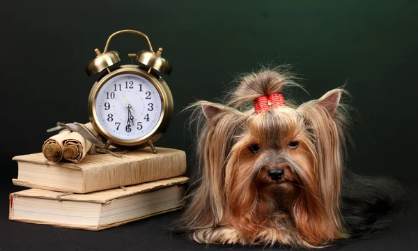 Vakker yorkshire terrier omgitt av antikviteter på fargerik bakgrunn – stockfoto