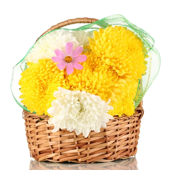 Beautiful chrysanthemum in basket isolated on white — Stock Photo, Image