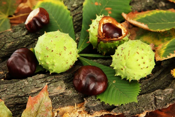 Chestnuts with autumn dried leaves and bark, on wooden background — Stock Photo, Image