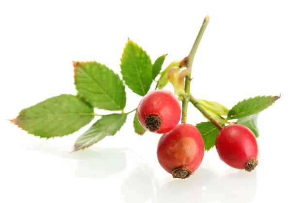 Ripe hip roses on branch with leaves, isolated on white — Stock Photo, Image