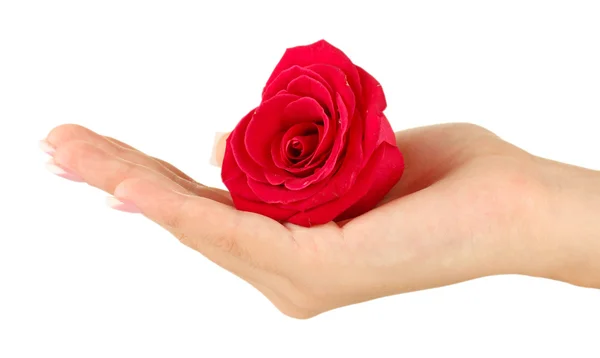 Rosa roja con mano de mujer sobre fondo blanco — Foto de Stock