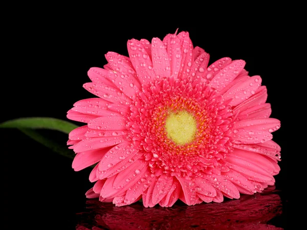 Gerbera rosa com gotas isoladas em preto — Fotografia de Stock