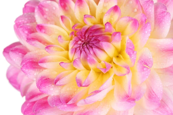 Pink dahlia isolated on white — Stock Photo, Image