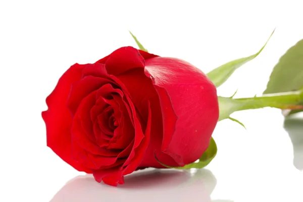 Red rose isolated on white — Stock Photo, Image