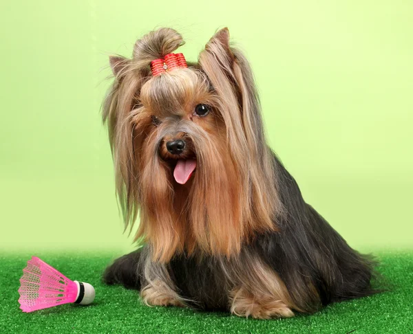Beautiful yorkshire terrier with lightweight object used in badminton on grass on colorful background Royalty Free Stock Photos