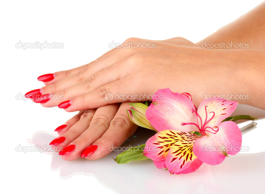 woman hands with flower isolated on white