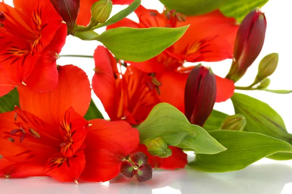 Alstroemeria flores rojas aisladas en blanco — Foto de Stock