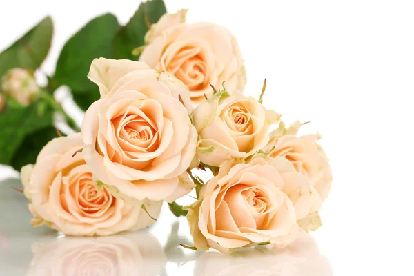 Hermosas rosas aisladas en blanco — Foto de Stock