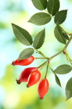 Olgun kalça gül yaprağı, yeşil zemin üzerine şube üzerinde