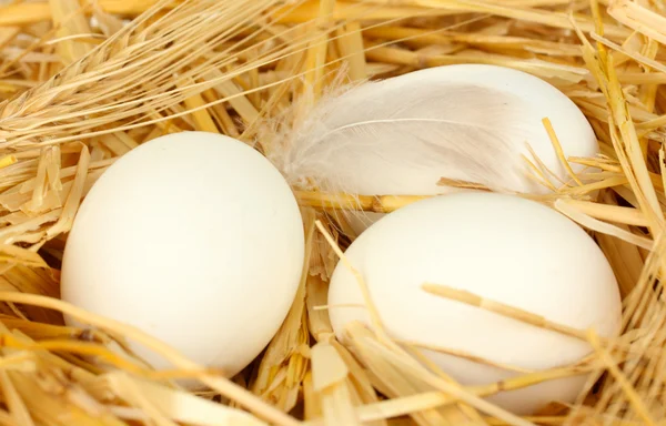 Saman yakın çekim bir yuvaya beyaz yumurta — Stok fotoğraf