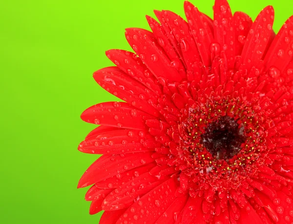 Hermosa gerbera roja sobre fondo verde —  Fotos de Stock