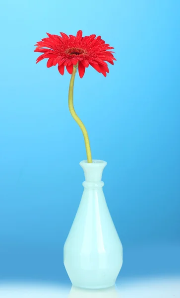 Bela gerbera vermelha em vaso no fundo azul close-up — Fotografia de Stock