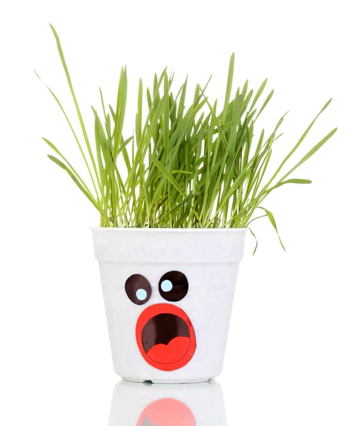 Una olla de hierba aislada en blanco —  Fotos de Stock