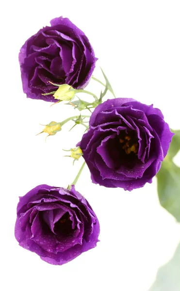 Eustomes violets sur fond blanc — Photo