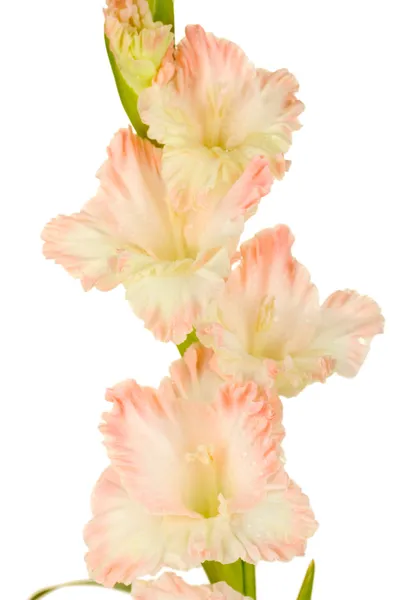 Gren av blek rosa gladiolus på vit bakgrund närbild — Stockfoto